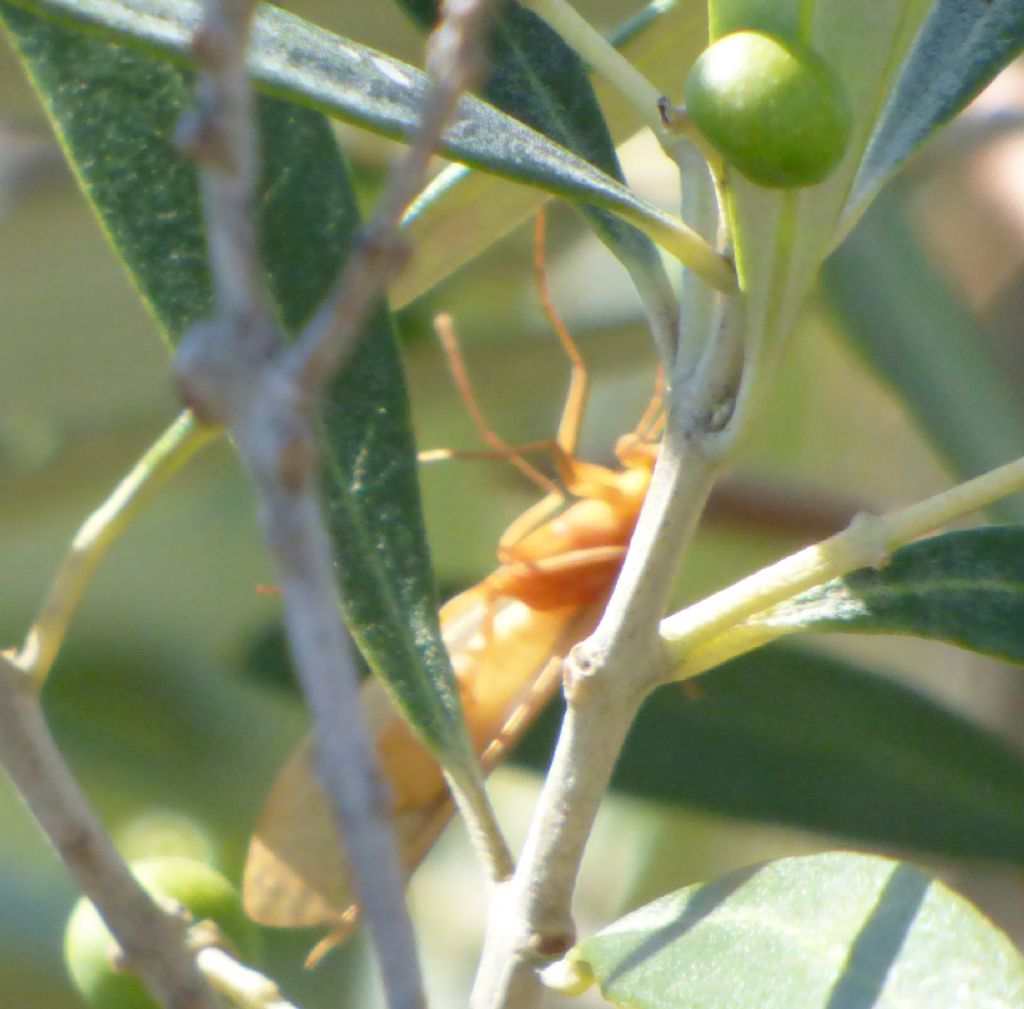 Tricottero Limnephilidae